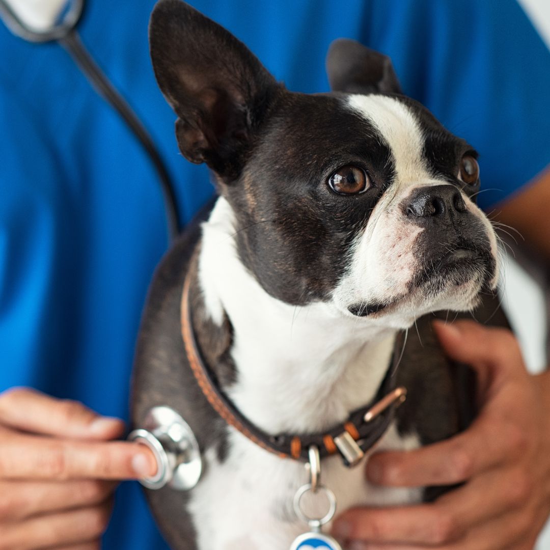 a vet checking heart of a dog