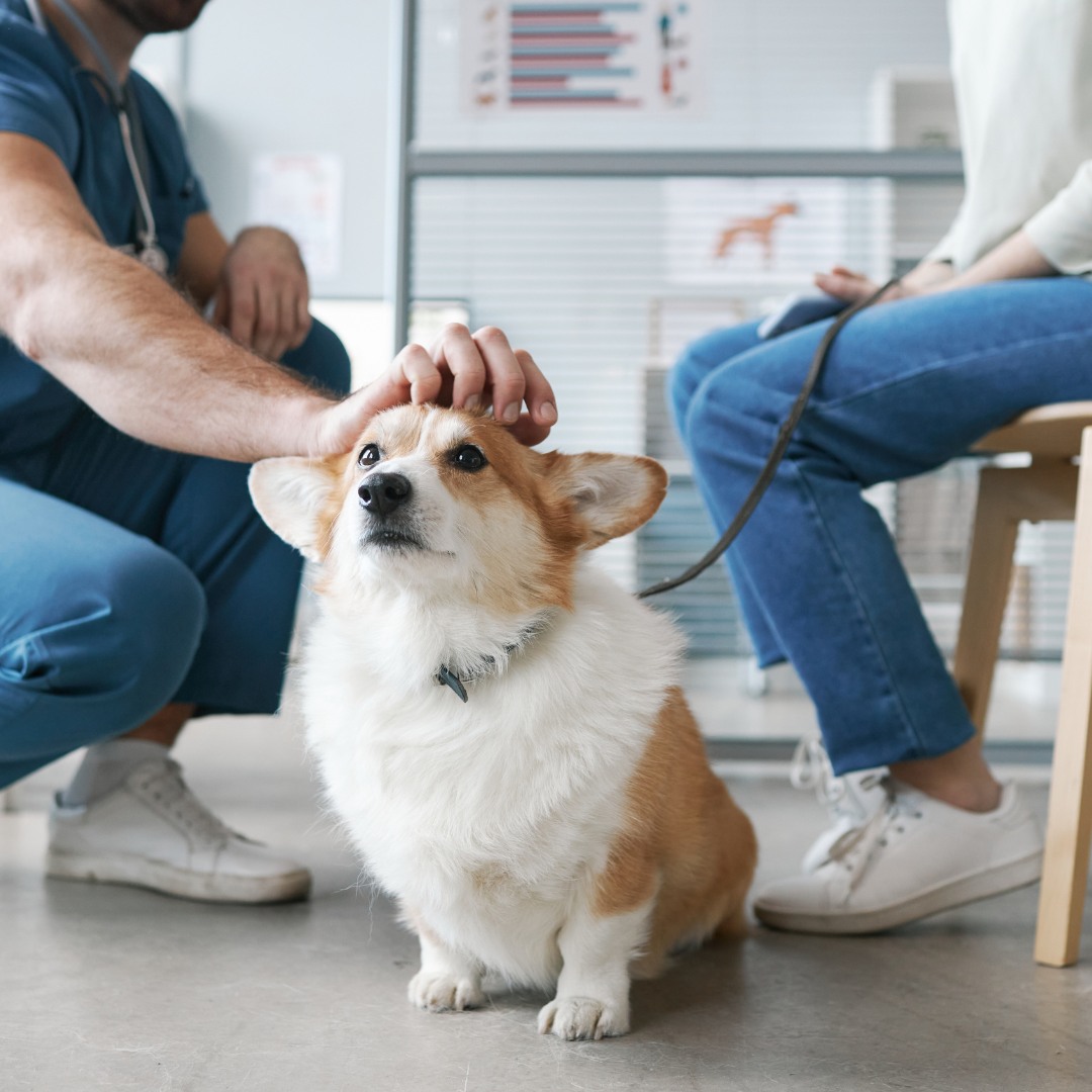 A dog enjoying vet's cuddle while sitting with owner