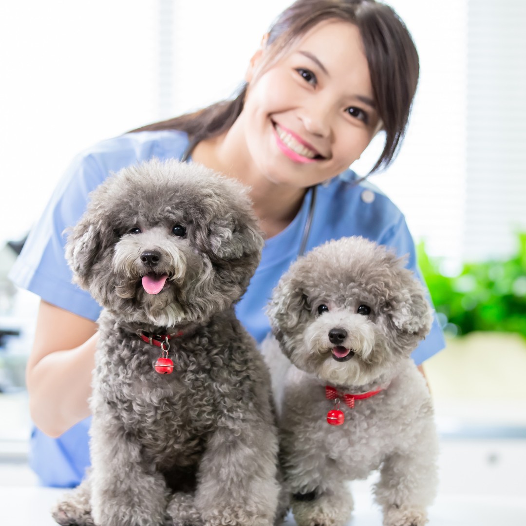 A vet in a blue shirt holds two poodle dogs