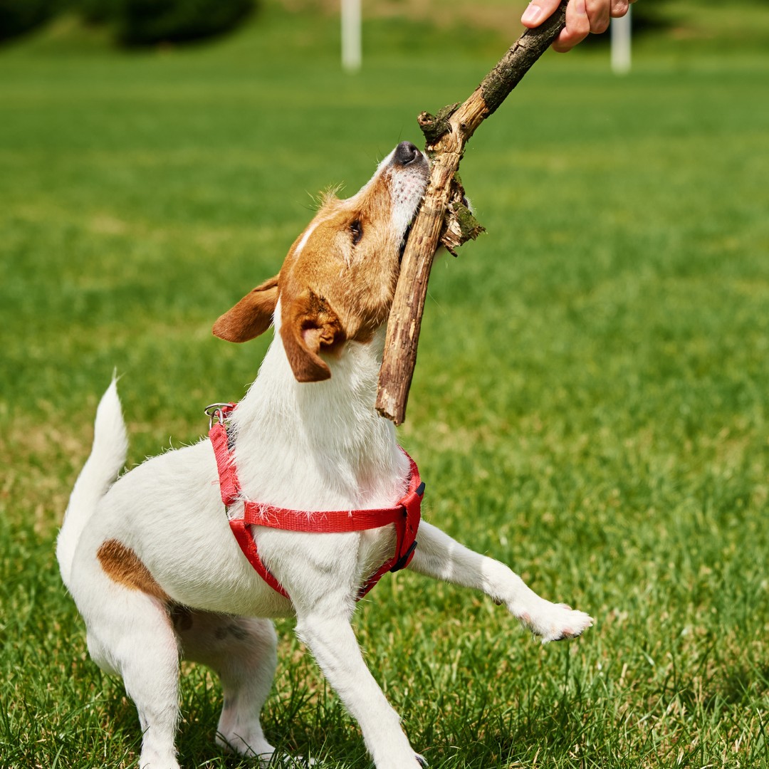 A dog joyfully plays with a stick in a lush green field