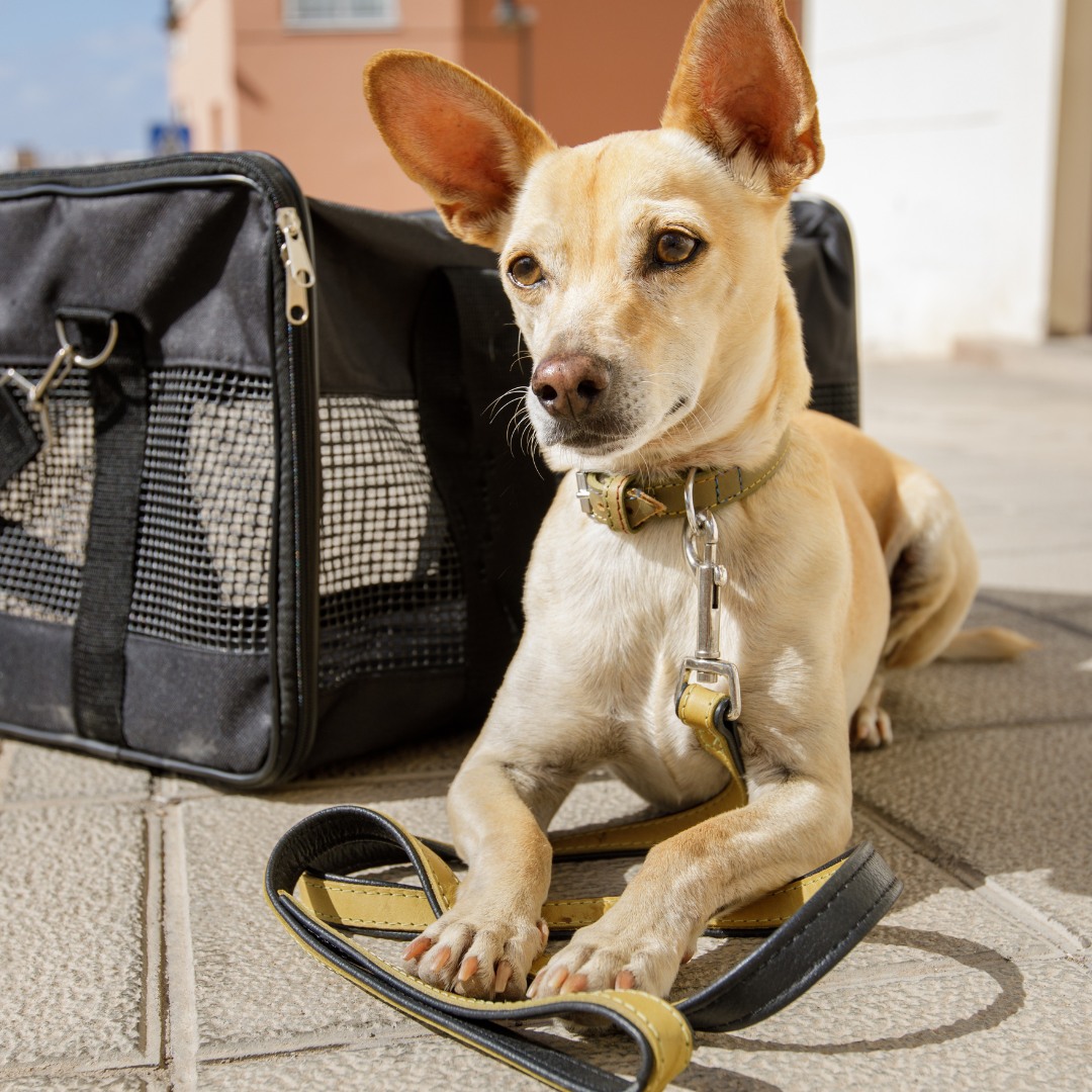 Dog is sitting next to a Transport Box or Bag