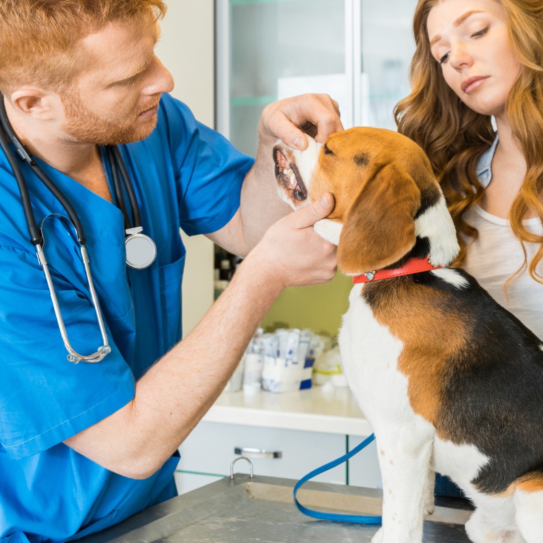 Doctor examining Beagle dog with woman assistant at vet clinic