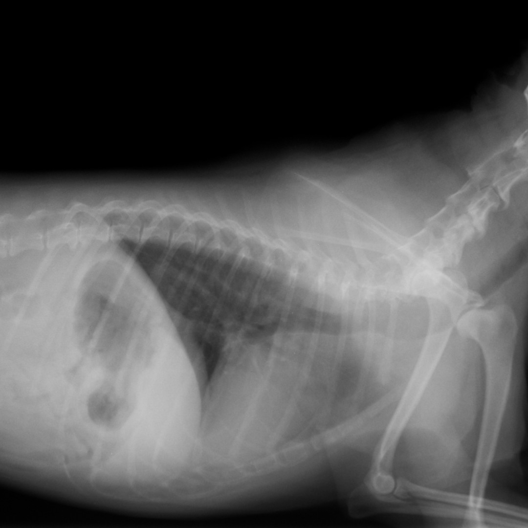 xray of small dog