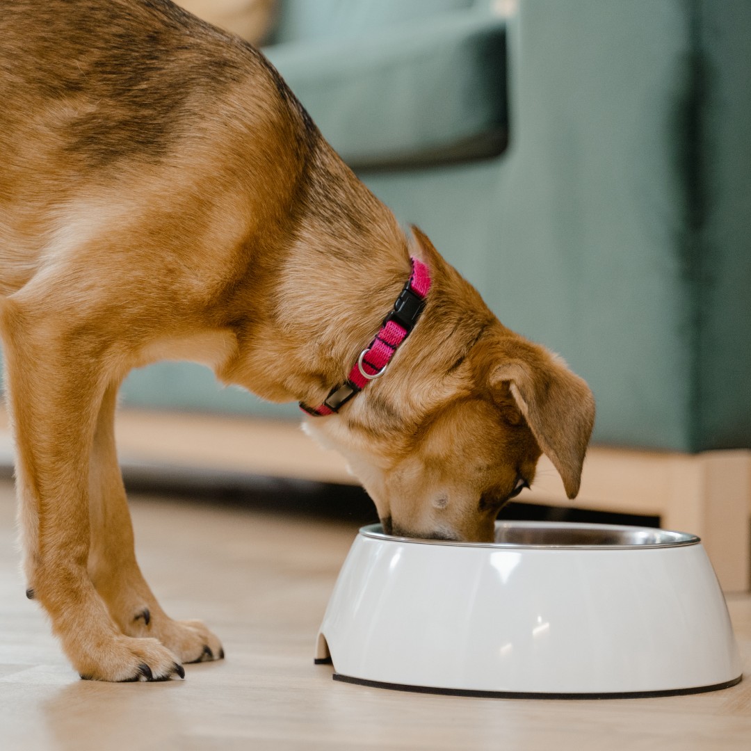 a dog eating from a bowl