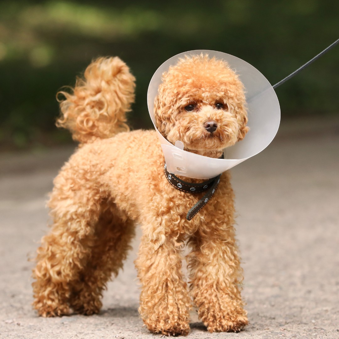 A dog wearing a cone on its head