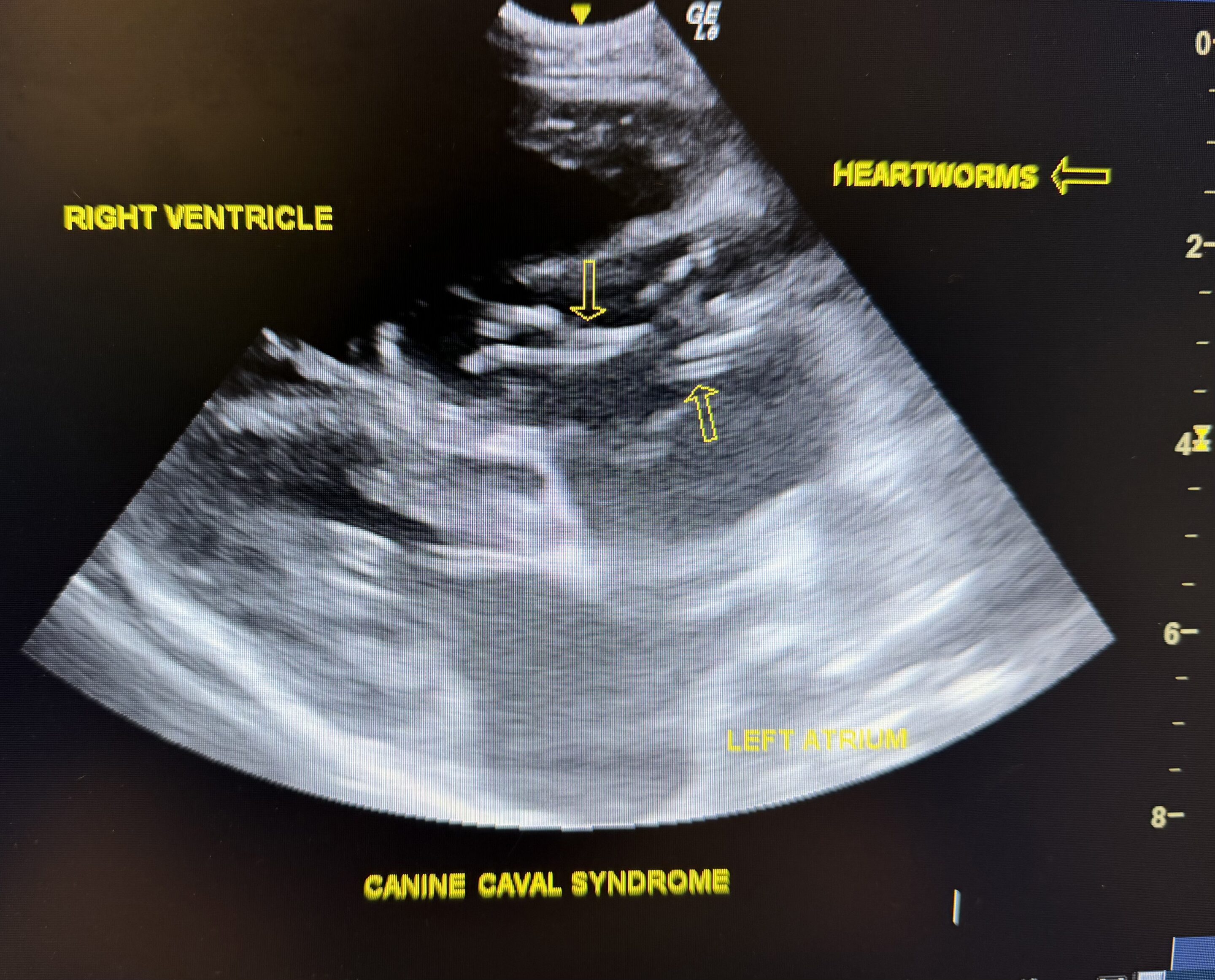 IMG_20260212_095226 Veterinarians Doing Ultrasound Examination of a Cat